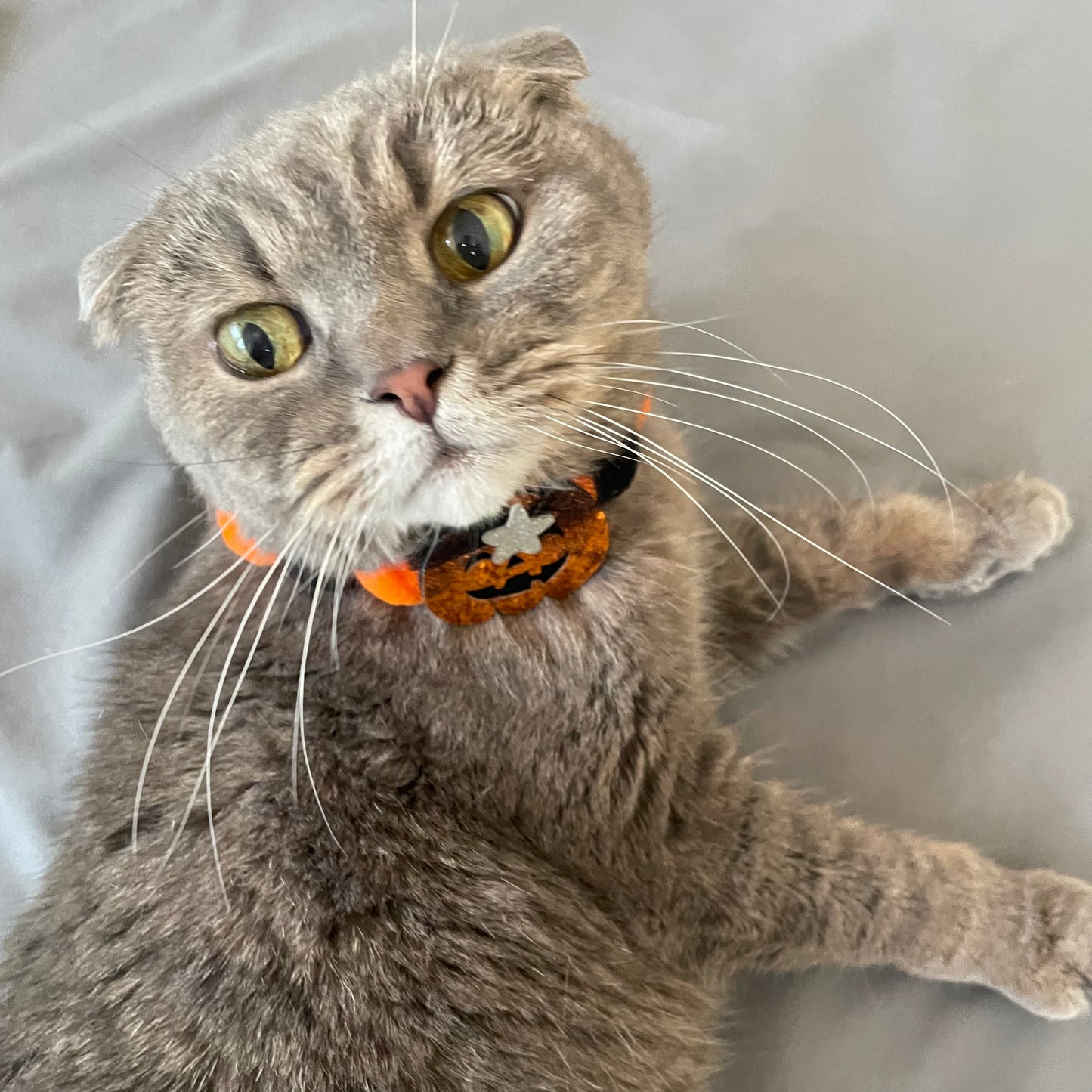 Festive Halloween Collars for Pets: Pumpkin Moon Bat and Hat - Adjustable Sizes