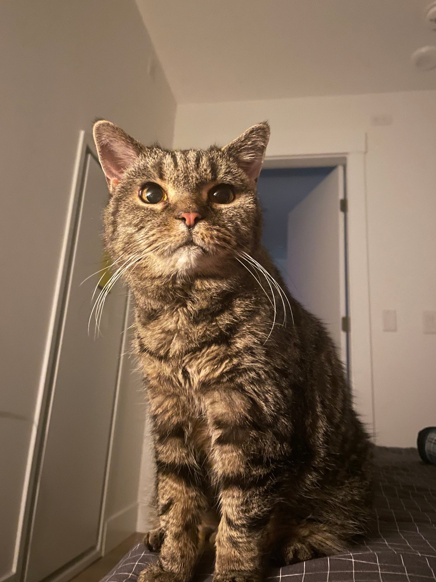 Customized Pet Keychain