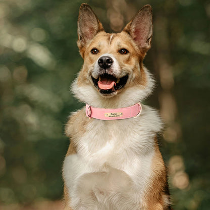 Personalized Collars for Dog with Free Engraved Nameplate