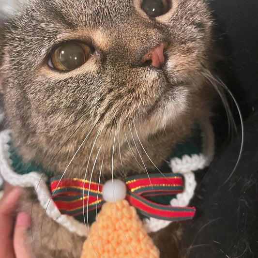 Brownie the cat is wearing a Christmas themed collar, with a yellow bell in the center.