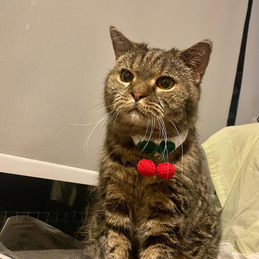 Brownie the cat wears a cherry collar, pet collar