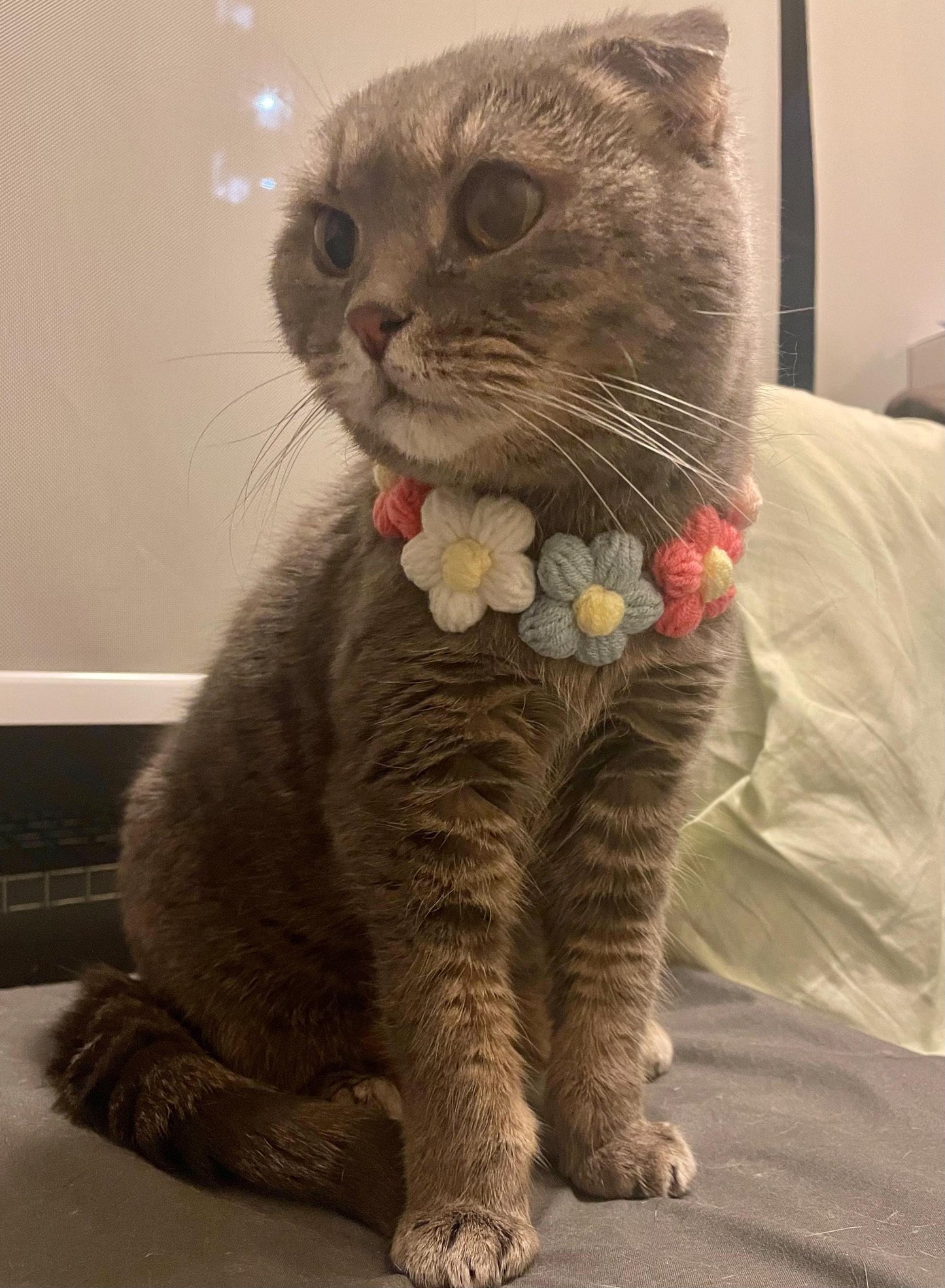 Cloudy the cat wears floral collar