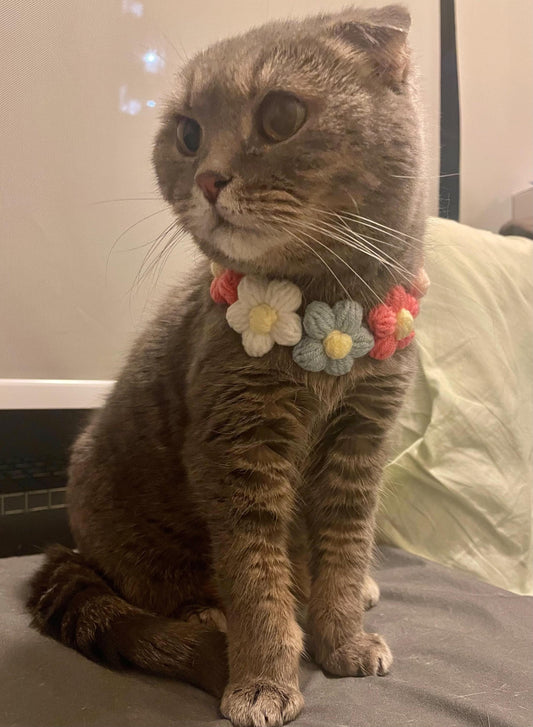 Cloudy the cat wears floral collar