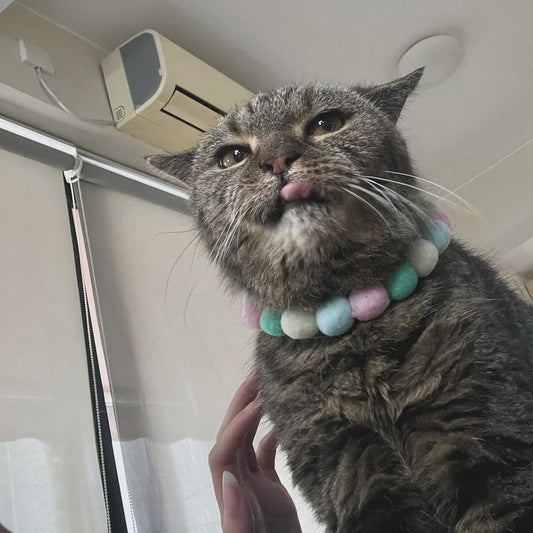 Brownie, the cat wearing a colorful beaded necklace/ collar.